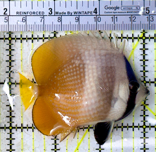 Klein's Butterflyfish KB123101 WYSIWYG Size: M 3”