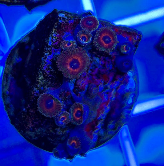 Aquacultured Zoanthids/Playthoa AZP050310 WYSIWYG