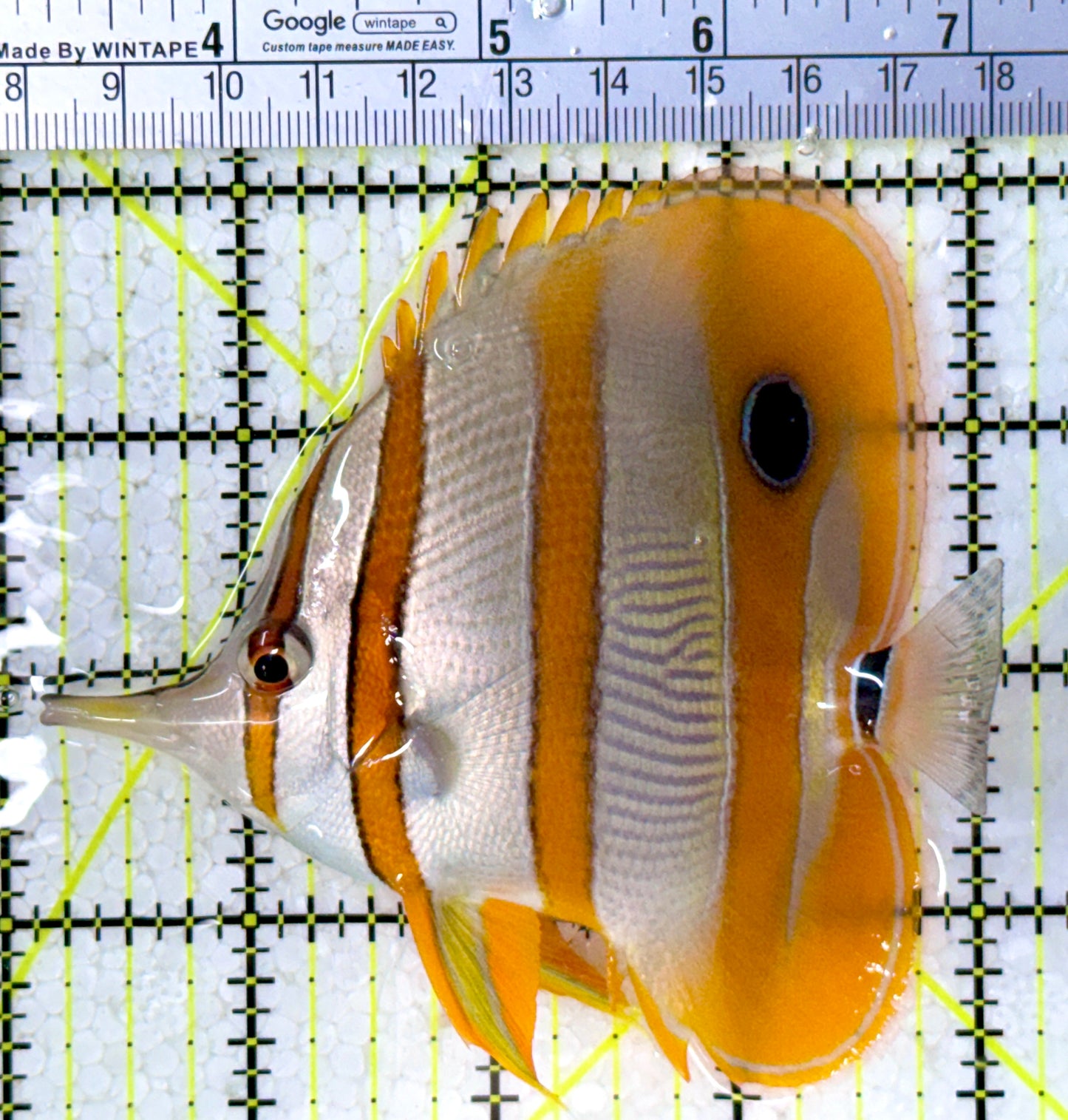 Copperband Butterflyfish CB123101 WYSIWYG Size: XL 4.25"