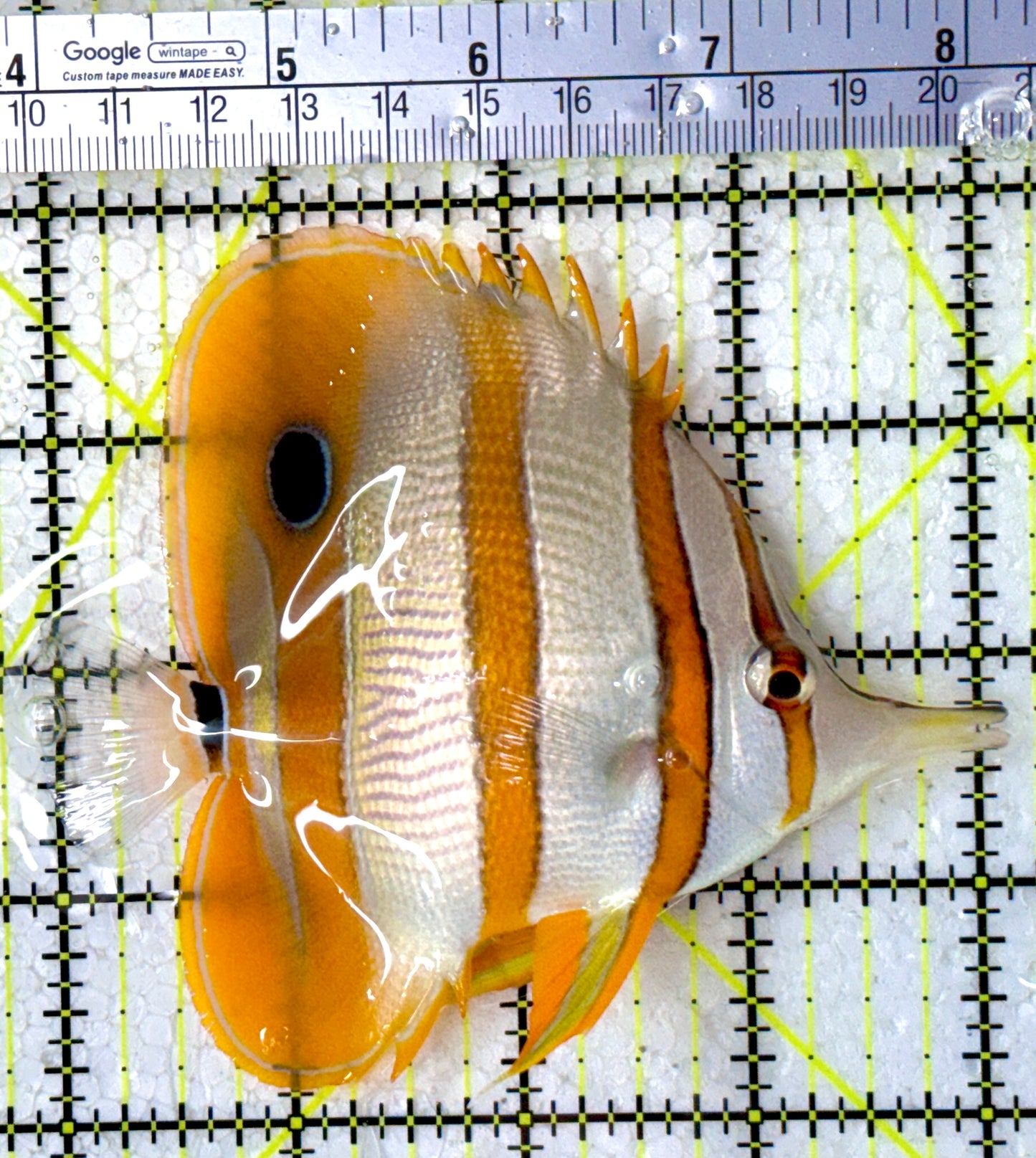 Copperband Butterflyfish CB123101 WYSIWYG Size: XL 4.25"