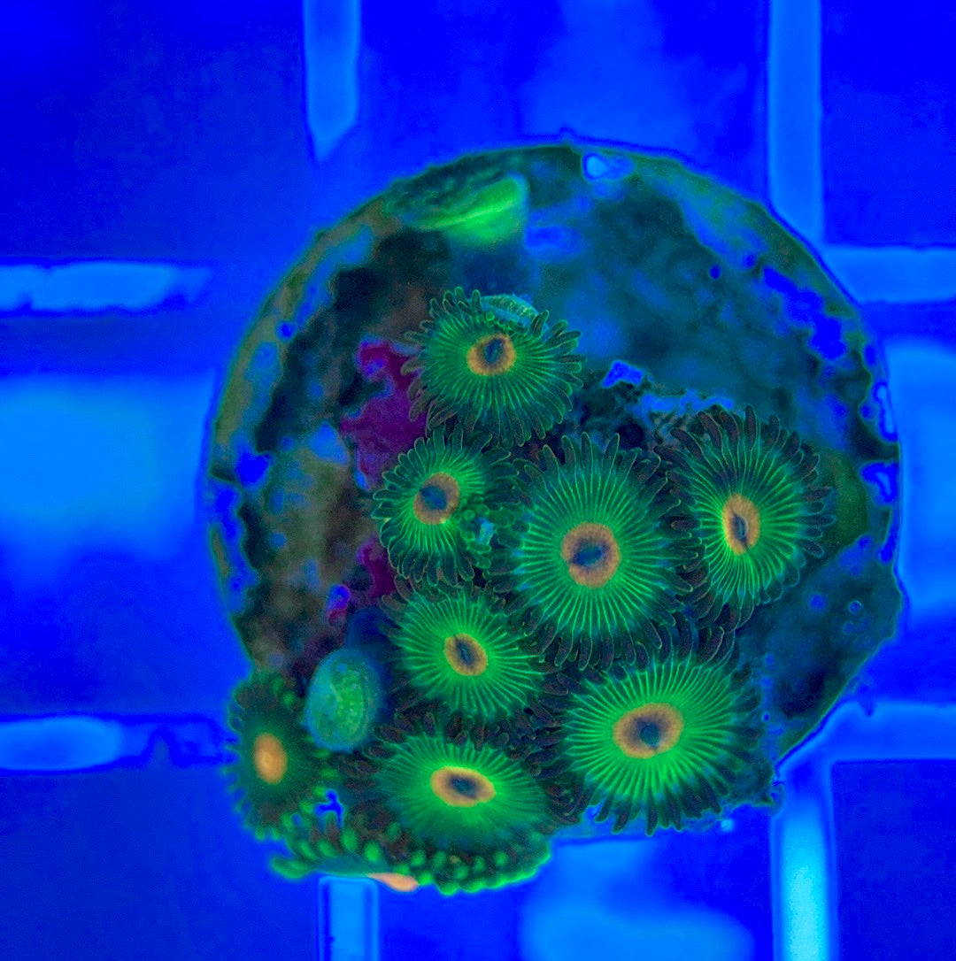 Aquacultured Zoanthids/Playthoa AZP050310 WYSIWYG