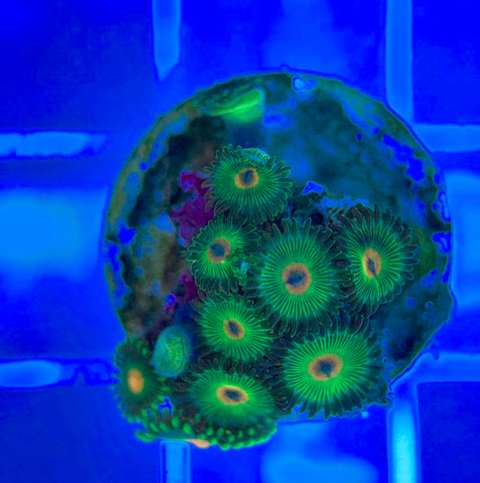 Aquacultured Zoanthids/Playthoa AZP050310 WYSIWYG