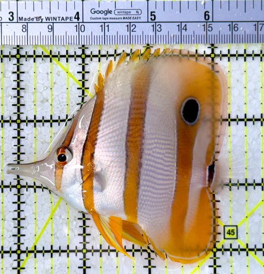 Copperband Butterflyfish CB123101 WYSIWYG Size: L 3.75"
