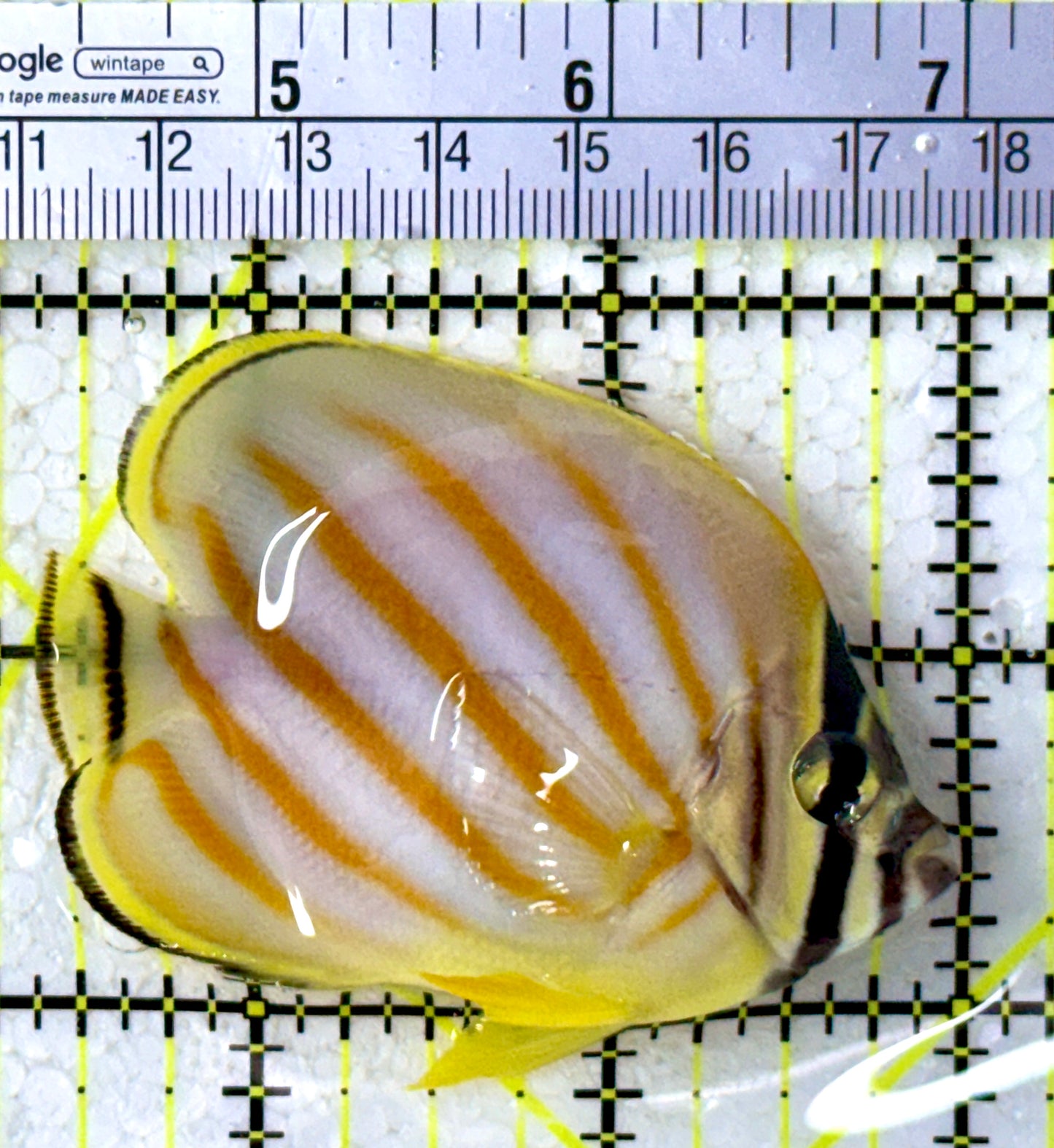 Ornate Butterflyfish OB123101 WYSIYWG Size: M 2.75"