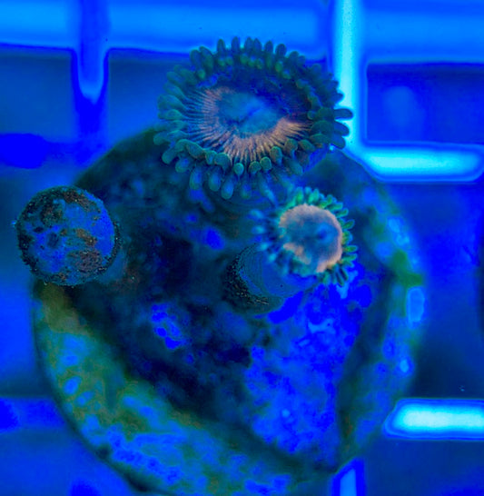 Aquacultured Zoanthids/Playthoa AZP050301 WYSIWYG