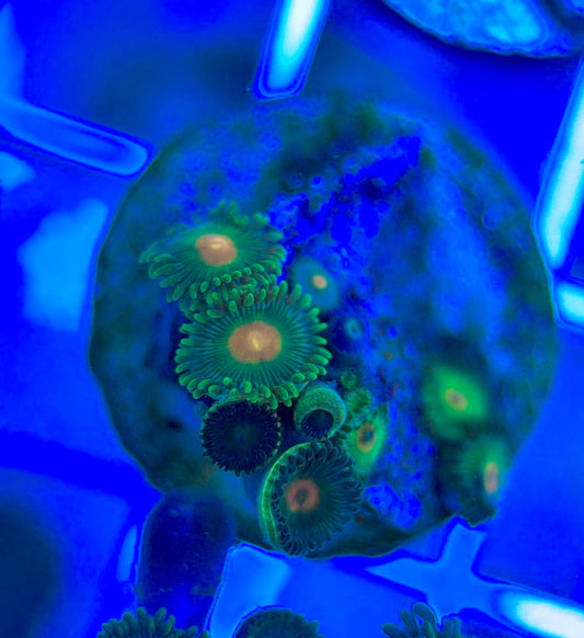 Aquacultured Zoanthids/Playthoa AZP050302 WYSIWYG