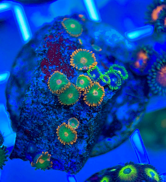 Aquacultured Zoanthids/Playthoa AZP050304 WYSIWYG