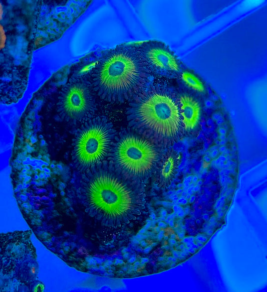 Aquacultured Zoanthids/Playthoa AZP050305 WYSIWYG