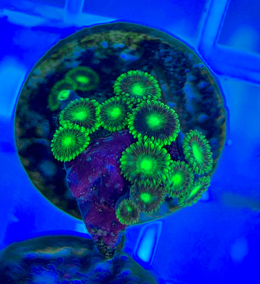 Aquacultured Zoanthids/Playthoa AZP050306 WYSIWYG