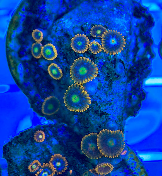 Aquacultured Zoanthids/Playthoa AZP050307 WYSIWYG