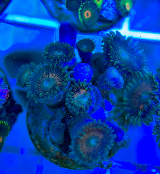 Aquacultured Zoanthids/Playthoa AZP050303 WYSIWYG