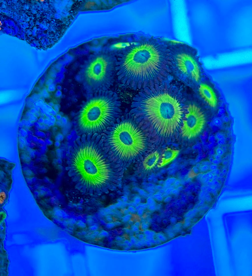 Aquacultured Zoanthids/Playthoa AZP050305 WYSIWYG