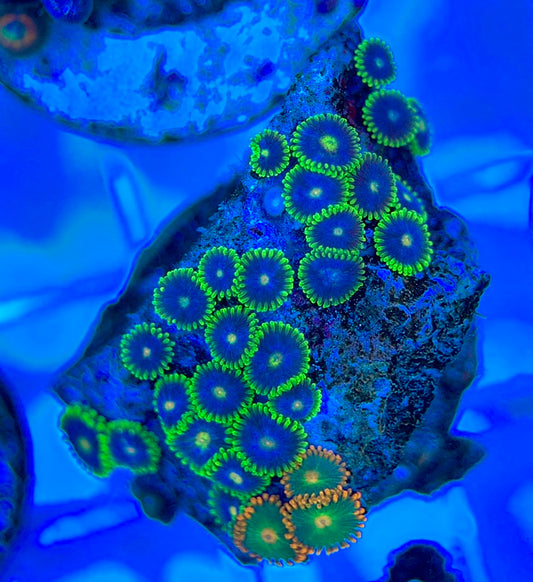 Aquacultured Zoanthids/Playthoa AZP050309 WYSIWYG