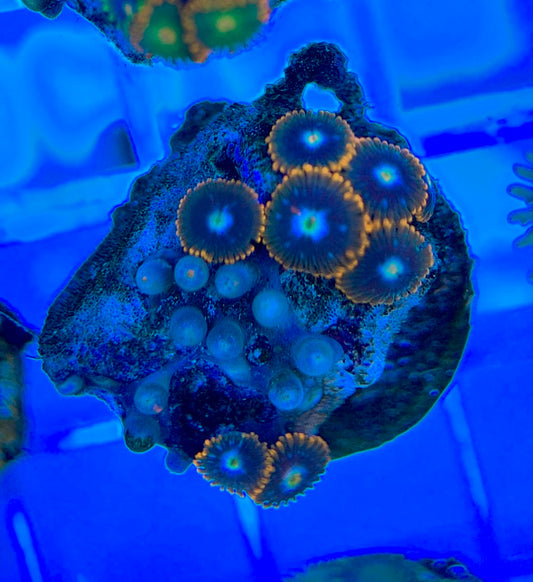 Aquacultured Zoanthids/Playthoa AZP050310 WYSIWYG