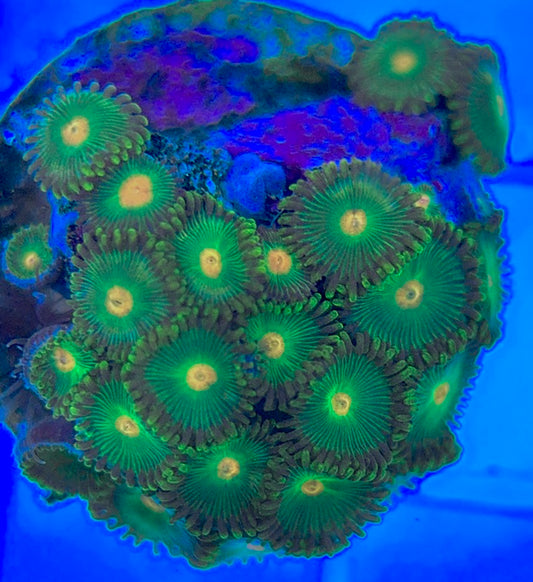Aquacultured Zoanthids/Playthoa AZP050311 WYSIWYG