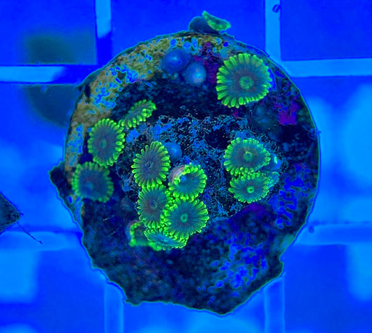 Aquacultured Zoanthids/Playthoa AZP050311 WYSIWYG