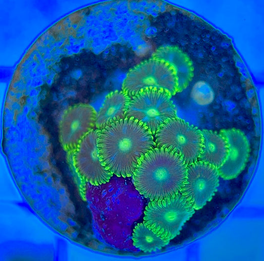 Aquacultured Zoanthids/Playthoa AZP050312 WYSIWYG