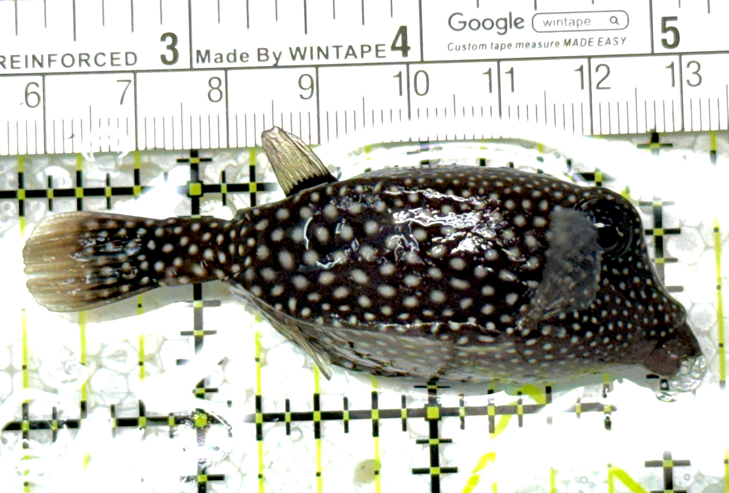 Whitespotted Boxfish Female WBF011801 WYSIWYG Size: M 3" approx