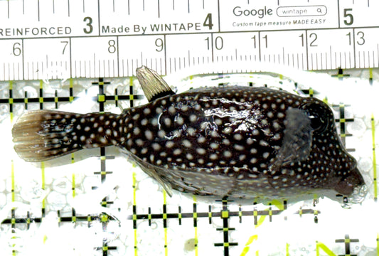 Whitespotted Boxfish Female WBF011801 WYSIWYG Size: M 3" approx