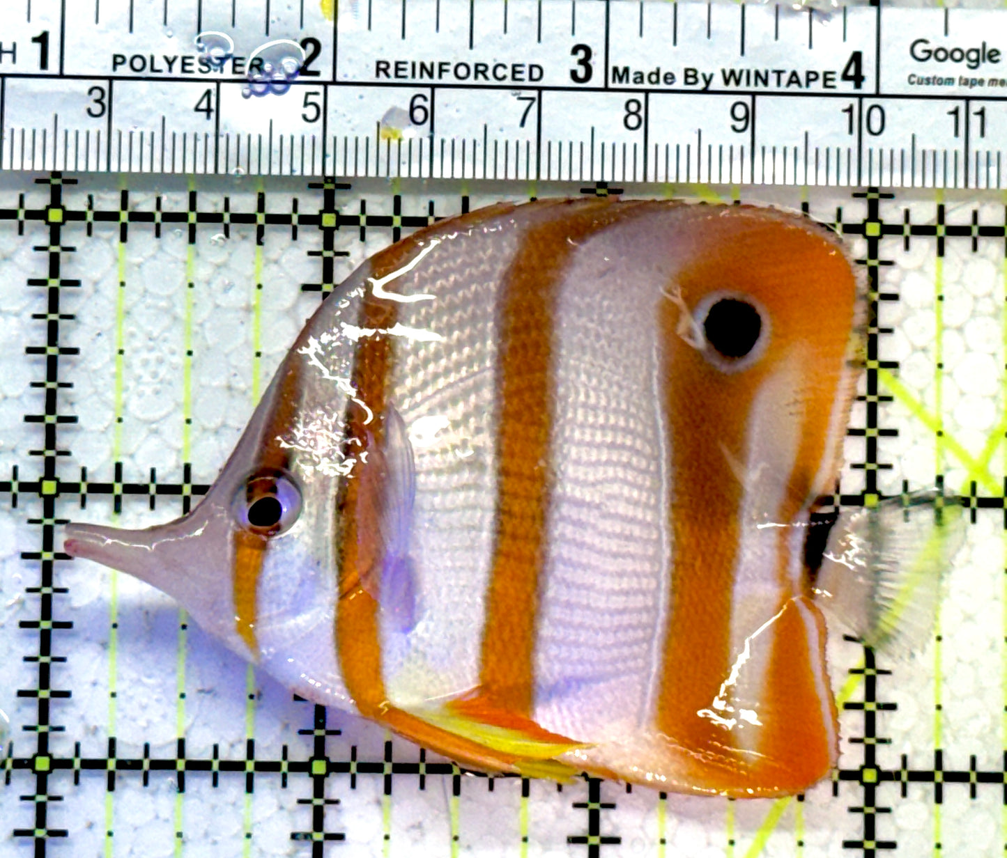Copperband Butterflyfish CB121402 WYSIWYG Size: L 3.25"