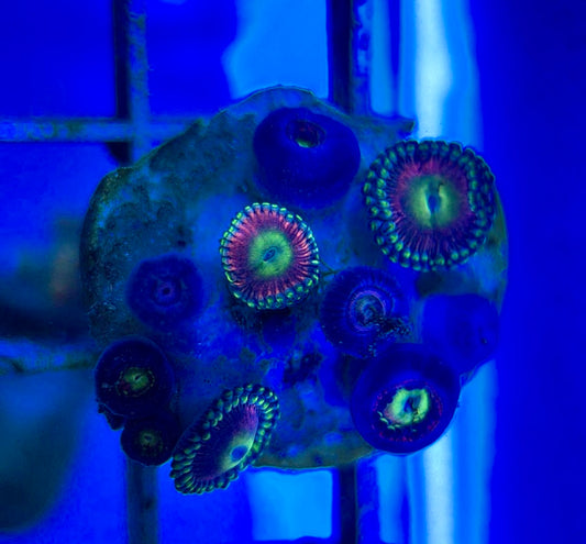 Aquacultured Zoanthids/Playthoa AZP050501 WYSIWYG