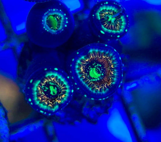 Aquacultured Zoanthids/Playthoa AZP050502 WYSIWYG