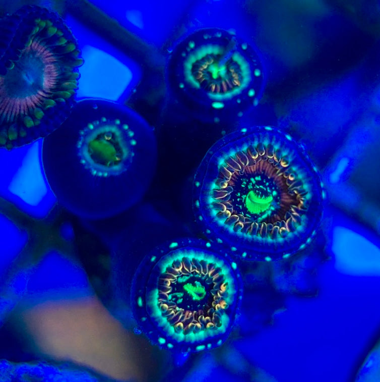 Aquacultured Zoanthids/Playthoa AZP050502 WYSIWYG