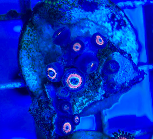 Aquacultured Zoanthids/Playthoa AZP050503 WYSIWYG