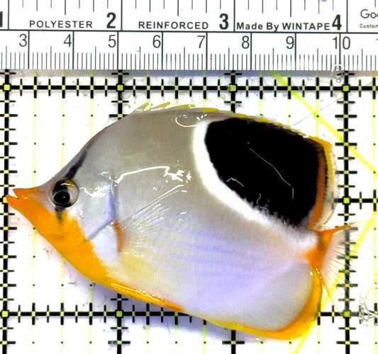 Saddleback Butterflyfish SB121501 WYSIWYG Size: L 3.25" approx