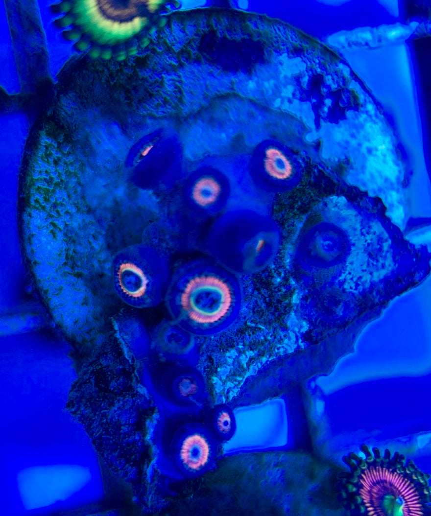 Aquacultured Zoanthids/Playthoa AZP050503 WYSIWYG