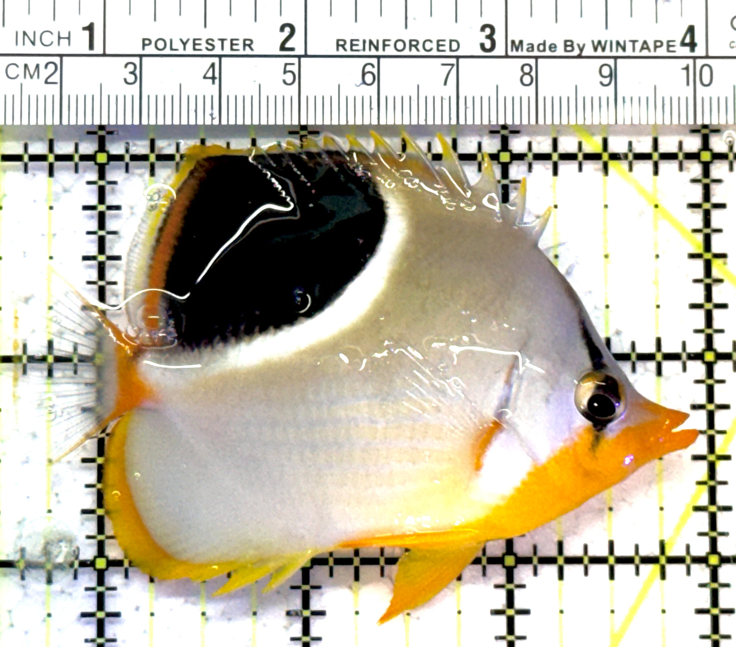 Saddleback Butterflyfish SB121501 WYSIWYG Size: L 3.25" approx