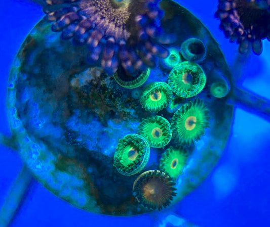 Aquacultured Zoanthids/Playthoa AZP050504 WYSIWYG