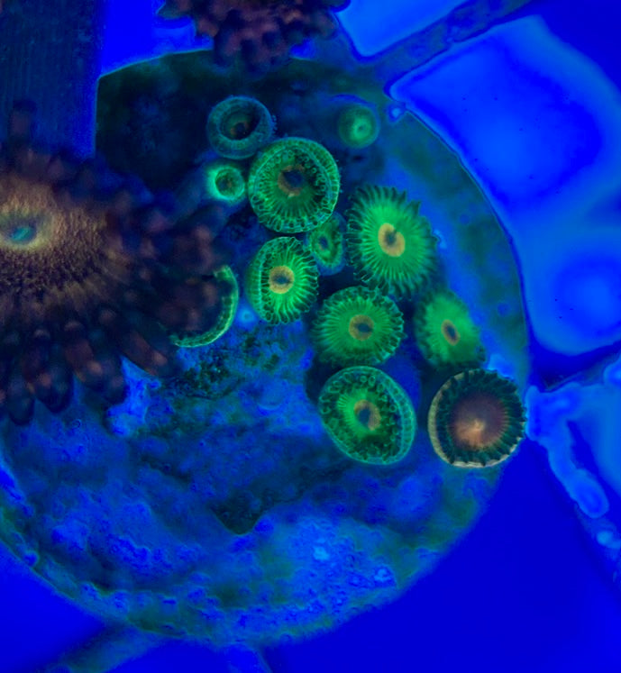 Aquacultured Zoanthids/Playthoa AZP050504 WYSIWYG