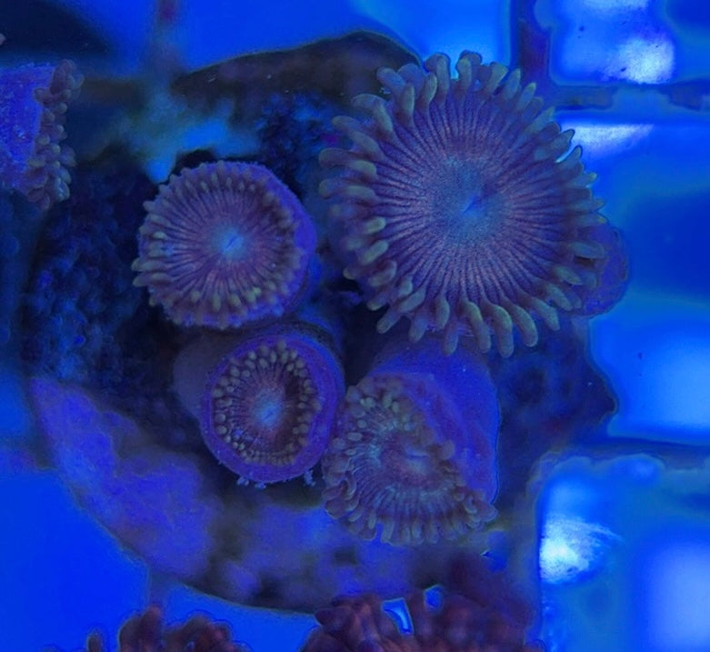 Aquacultured Zoanthids/Playthoa AZP050505 WYSIWYG