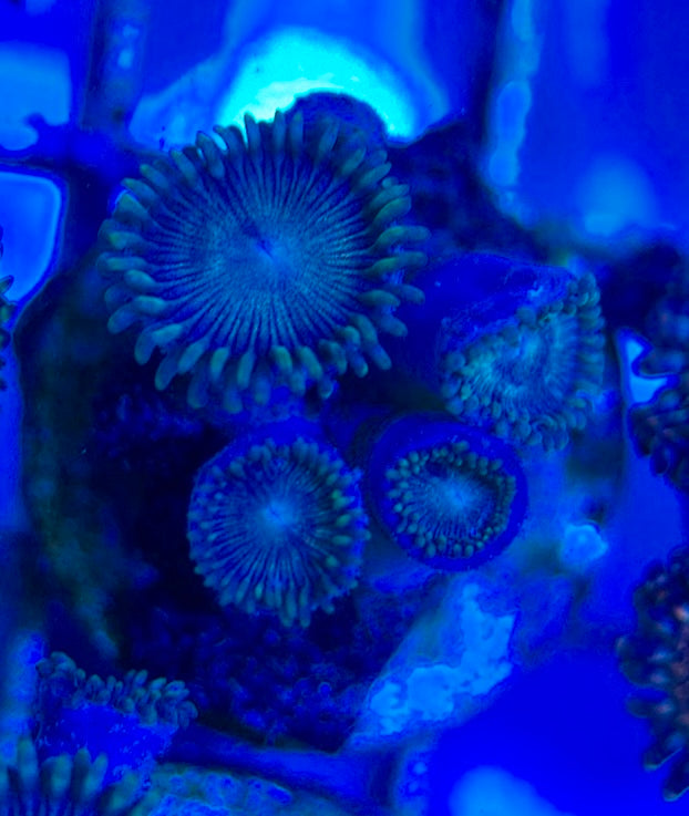 Aquacultured Zoanthids/Playthoa AZP050505 WYSIWYG