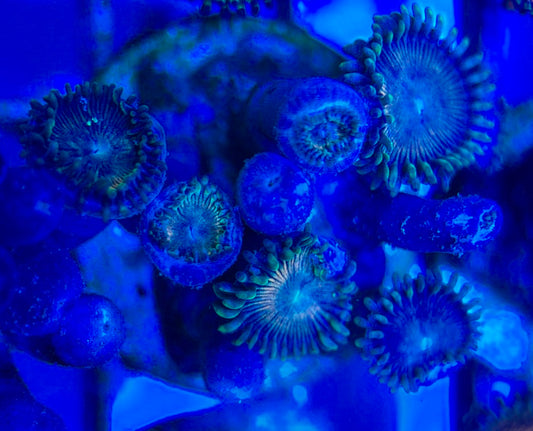 Aquacultured Zoanthids/Playthoa AZP050506 WYSIWYG
