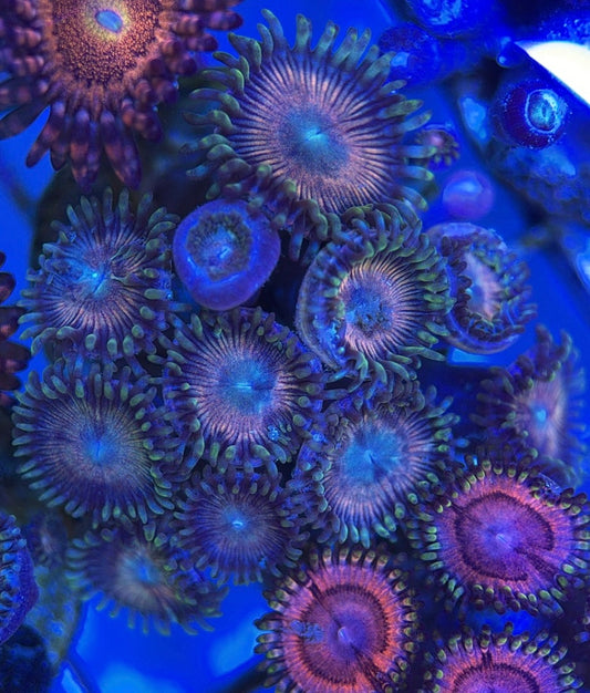 Aquacultured Zoanthids/Playthoa AZP050508 WYSIWYG