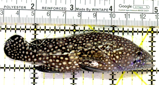 White Spotted Grouper WSG121502 WYSIWYG Size: 3.75" approx