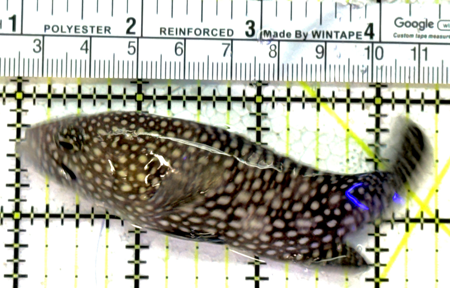 White Spotted Grouper WSG121502 WYSIWYG Size: 3.75" approx