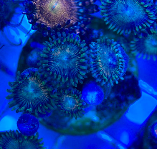 Aquacultured Zoanthids/Playthoa AZP050509 WYSIWYG