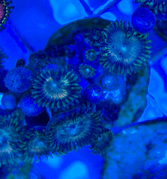 Aquacultured Zoanthids/Playthoa AZP050510 WYSIWYG