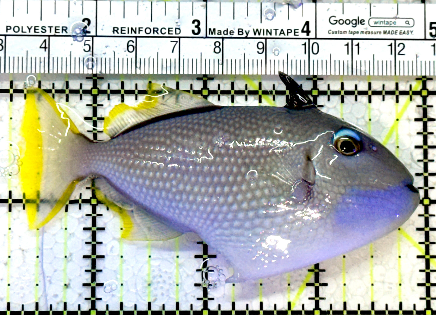 Male Blue Throat Triggerfish (Reefsafe) MBTT121401 WYSIWYG Size: M 3.75"