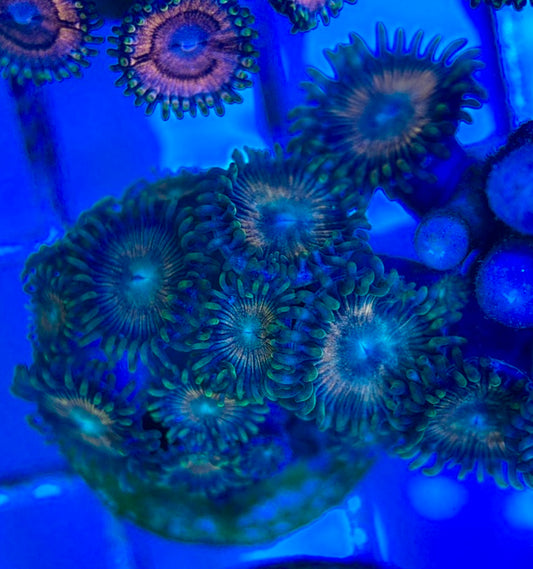 Aquacultured Zoanthids/Playthoa AZP050511 WYSIWYG