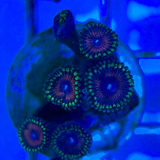 Aquacultured Zoanthids/Playthoa AZP050512 WYSIWYG