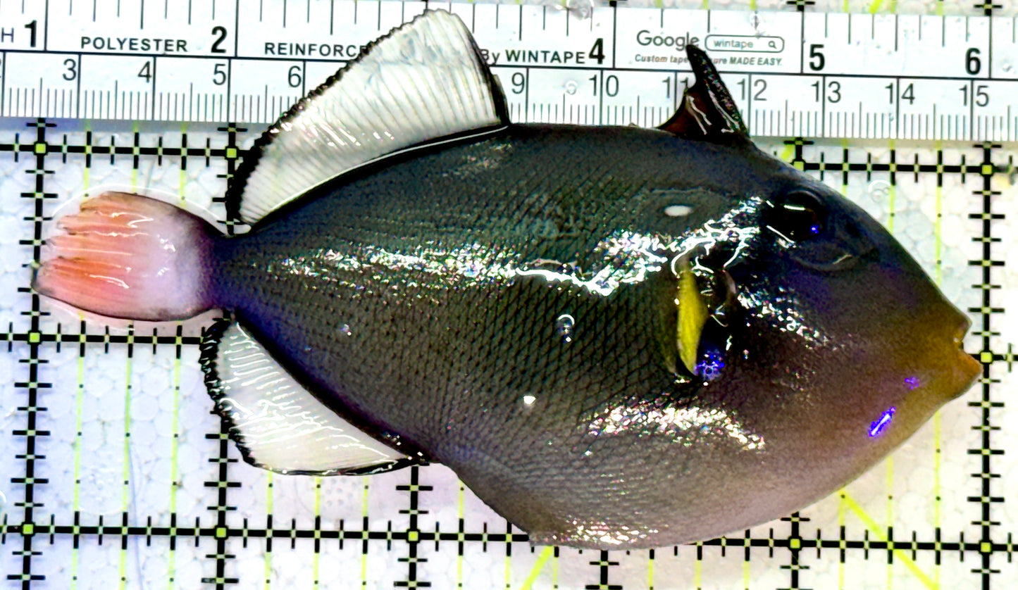 Pink Tail Triggerfish PTT121401 WYSIWYG Size: L 5"