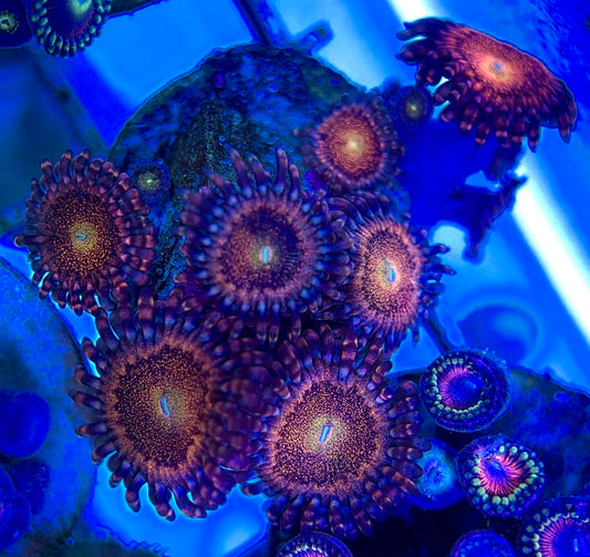 Aquacultured Zoanthids/Playthoa AZP050501 WYSIWYG
