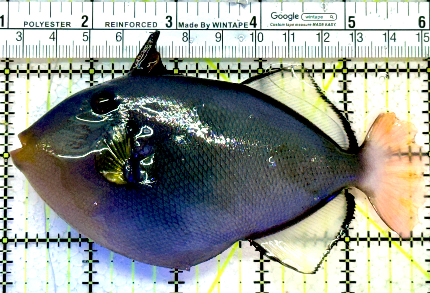 Pink Tail Triggerfish PTT121401 WYSIWYG Size: L 5"