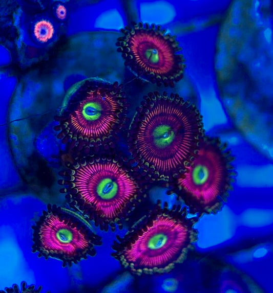 Aquacultured Zoanthids/Playthoa AZP050502 WYSIWYG