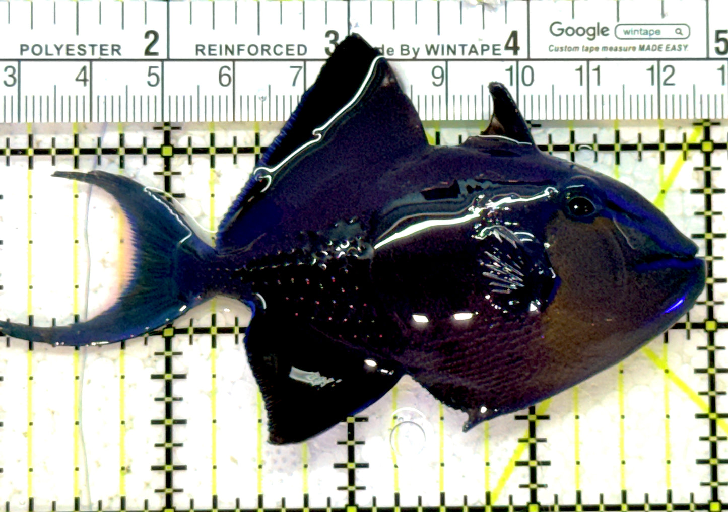 Niger Triggerfish NT121502 WYSIWYG Size: ML 4" approx