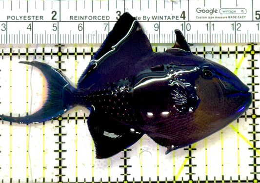 Niger Triggerfish NT121502 WYSIWYG Size: ML 4" approx